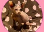Sue - Minskin Cat For Sale - FL&comma; US