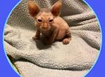 Sam - Minskin Cat For Sale - FL&comma; US