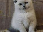 Naomi Scottish fold blue point shorthair female - Scottish Fold Cat For Sale - Hollywood&comma; FL&comma; US