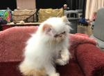 Himalayan Persian Kitten - Himalayan Cat For Sale - Satellite Beach&comma; FL&comma; US