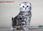 Cappucino black marble on silver Scottish kitten - Scottish Fold Cat For Sale - Hollywood&comma; FL&comma; US