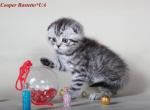 Scottish kitten Cooper silver in black spot - Scottish Fold Cat For Sale - Hollywood&comma; FL&comma; US