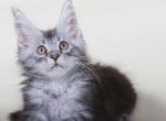 Tarzan black marble Maine Coon - Maine Coon Cat For Sale - Hollywood&comma; FL&comma; US