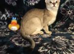 Green bean - Singapura Cat For Sale - Mocksville&comma; NC&comma; US