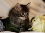Niello of Romanov Dynasty - Siberian Cat For Sale - Ashburn&comma; VA&comma; US