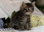 Nazariy of Romanov Dynasty - Siberian Cat For Sale - Ashburn&comma; VA&comma; US
