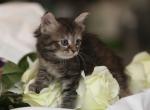Narkissa of Romanov Dynasty - Siberian Cat For Sale - Ashburn&comma; VA&comma; US