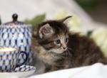 Nessa of Romanov Dynasty - Siberian Cat For Sale - Ashburn&comma; VA&comma; US