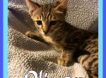 Bengal Munchkin - Bengal Cat For Sale - FL&comma; US