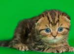 Jack Scottish fold shorthair male kitten - Scottish Fold Cat For Sale - Hollywood&comma; FL&comma; US