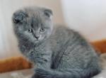 Timon Scottish fold shorthair male kitten - Scottish Fold Cat For Sale - Hollywood&comma; FL&comma; US
