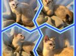 Max - Bengal Cat For Sale - FL&comma; US