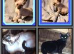 Bengal Boys - Bengal Cat For Sale - FL&comma; US