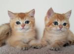 Hermes and Hector two golden chinchilla brothers - British Shorthair Cat For Sale - Miami&comma; FL&comma; US
