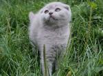 Kusha female Scottish fold kitten full of energy - Scottish Fold Cat For Sale - Miami&comma; FL&comma; US