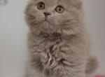 Soffi Scottish fold longhair female kitten - Scottish Fold Cat For Sale - Miami&comma; FL&comma; US