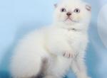 Luna very friendly Scottish fold shorthair female - Scottish Fold Cat For Sale - Hollywood&comma; FL&comma; US