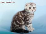 Cayser Scottish fold male kitten in black spot - Scottish Fold Cat For Sale - Hollywood&comma; FL&comma; US