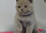 Lyla Scottish fold shorthair female kitten - Scottish Straight Cat For Sale - Hollywood&comma; FL&comma; US