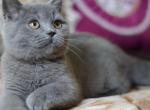 Adolf graceful Scottish fold shorthair male kitten - Scottish Straight Cat For Sale - Hollywood&comma; FL&comma; US
