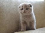 Dazy lilac color Scottish fold shorthair female - Scottish Fold Cat For Sale - Hollywood&comma; FL&comma; US