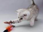 Jonny chinchilla male Scottish fold shorthair - Scottish Fold Cat For Sale - Hollywood&comma; FL&comma; US