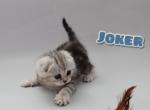 Joker Scottish fold shorthair male kitten - Scottish Fold Cat For Sale - Hollywood&comma; FL&comma; US
