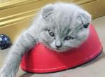 Sonya Scottish fold female kitten - Scottish Fold Cat For Sale - Hollywood&comma; FL&comma; US