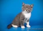 Monatic blue and white British shorthair male - British Shorthair Cat For Sale - Miami&comma; FL&comma; US