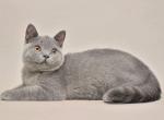 Chuck Norris blue color British shorthair - British Shorthair Cat For Sale - Miami&comma; FL&comma; US