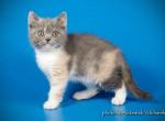 Monkey blue and creany on white British - British Shorthair Cat For Sale - Miami&comma; FL&comma; US