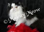 Baron - Persian Cat For Sale/Retired Breeding - Yucca Valley&comma; CA&comma; US