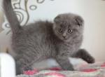 Molly female Scottish fold kitten in a blue color - Scottish Fold Cat For Sale - Hollywood&comma; FL&comma; US