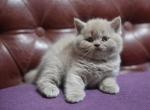 Monty scottish straight male kitten in lilac color - Scottish Straight Cat For Sale - Hollywood&comma; FL&comma; US
