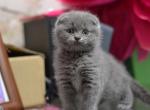 Felix scottish fold male kitten in blue color - Scottish Fold Cat For Sale - Hollywood&comma; FL&comma; US