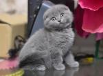 Holly Scottish fold female kitten in blue color - Scottish Fold Cat For Sale - Hollywood&comma; FL&comma; US