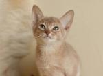 Sam Abyssinian male kitten in warm fawn color - Abyssinian Cat For Sale - Miami&comma; FL&comma; US