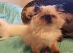 Himalayan Persian Kittens - Himalayan Cat For Sale - Satellite Beach&comma; FL&comma; US