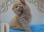 Soffi Scottish fold highland longhair female - Scottish Fold Cat For Sale - Hollywood&comma; FL&comma; US