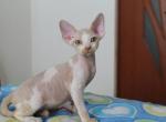 Jonny Devon Rex male kitten in a creamy with whit - Devon Rex Cat For Sale - Miami&comma; FL&comma; US