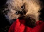 Himalayan Female - Himalayan Cat For Sale - Biglerville&comma; PA&comma; US