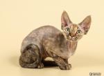 Deniz purebred Devon Rex female kitten - Devon Rex Cat For Sale - Miami&comma; FL&comma; US