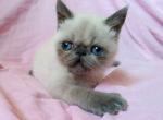Maggie exotic color point female kitten - Exotic Cat For Sale - Miami&comma; FL&comma; US