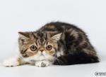 Peanut black marble Exotic shorthair kitten - Exotic Cat For Sale - Miami&comma; FL&comma; US