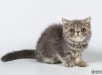 Felix blue marble Exotic shorthair male kitten - Exotic Cat For Sale - Miami&comma; FL&comma; US