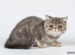 Midnight blue marble Exotic shorthair male kitten - Exotic Cat For Sale - Miami&comma; FL&comma; US