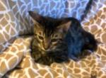 Ozzie - Bengal Cat For Sale - FL&comma; US