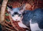 Dilan Devon Rex male kitten - Devon Rex Cat For Sale - Miami&comma; FL&comma; US