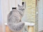 Anita British semi longhair female kitten - British Shorthair Cat For Sale - Miami&comma; FL&comma; US