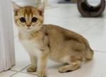 Loki Golden chinchilla female kitten - British Shorthair Cat For Sale - Miami&comma; FL&comma; US